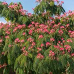 Albízia ružová (Albizia julibrissin) ´ROUGE DE TUILIÉRE´® - výška 180-230 cm, kont. C18L